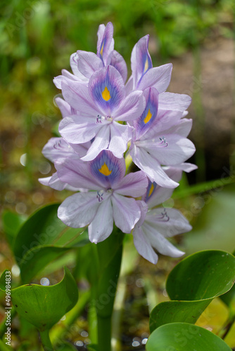 Flor lil´sa da planta aquática do aguapé photo