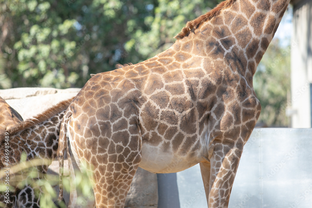 A view of a giraffe, featuring its familiar spotted skin pattern. A view of a giraffe, featuring its familiar spotted skin pattern.