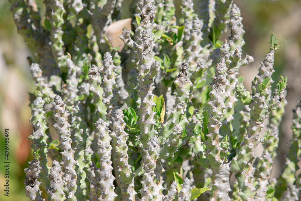 A view of a euphorbia ritchiei succulent plant. A view of a euphorbia ritchiei succulent plant.