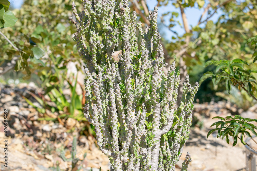 A view of a euphorbia ritchiei succulent plant. A view of a euphorbia ritchiei succulent plant.