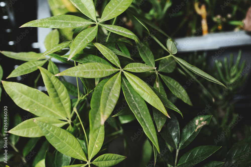 A view of several money tree leaves, as a background. A view of several money tree leaves, as a background.