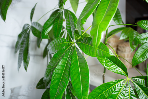 A view of several money trees on display inside a local restaurant.