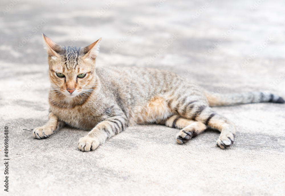 A brown cat lies on the cement floor in front of the house.