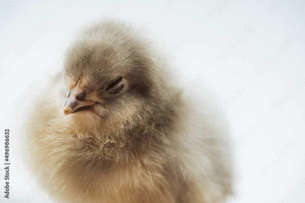 Close-up of a baby chick sleeping with white background Close-up of a baby chick sleeping with white background