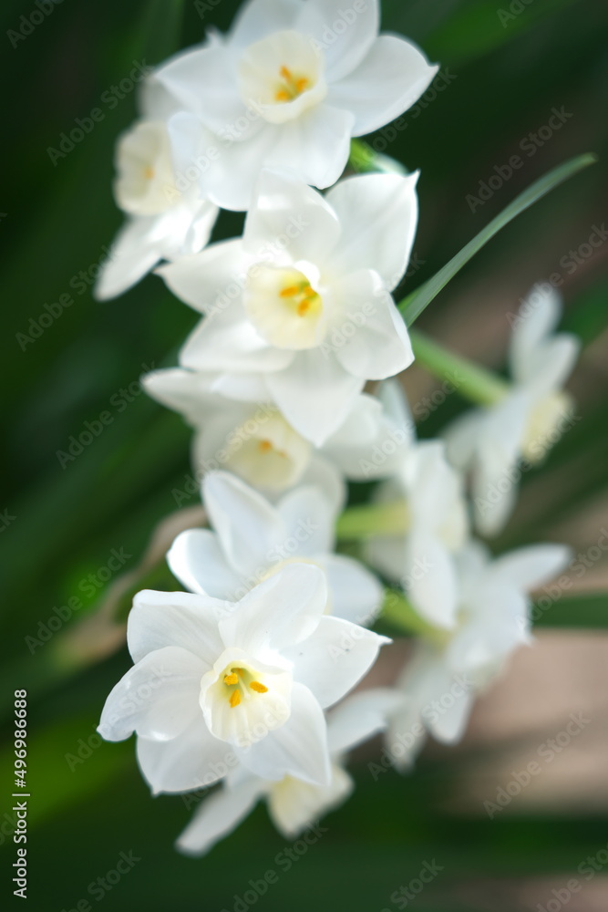 可憐な水仙（ペーパーホワイト）の花