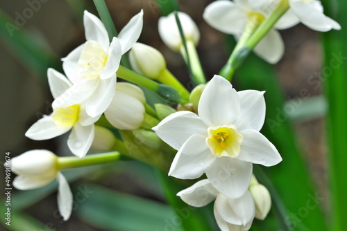 可憐な水仙（ペーパーホワイト）の花 photo