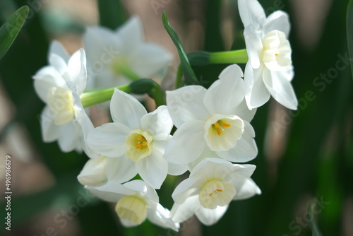 Fototapeta Naklejka Na Ścianę i Meble -  可憐な水仙（ペーパーホワイト）の花