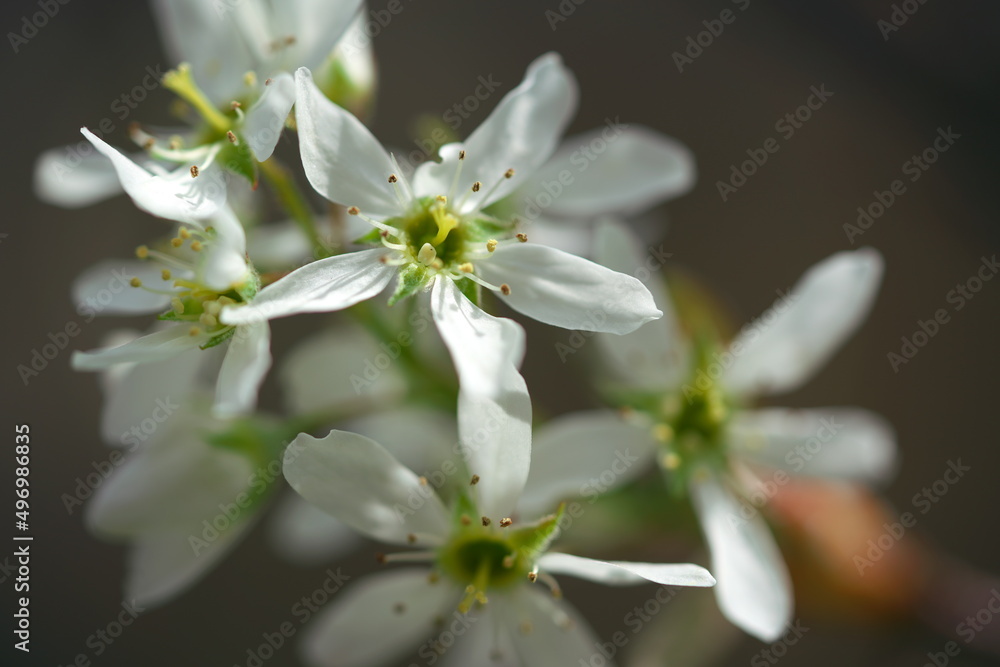 Fototapeta premium ジュンベリーの花