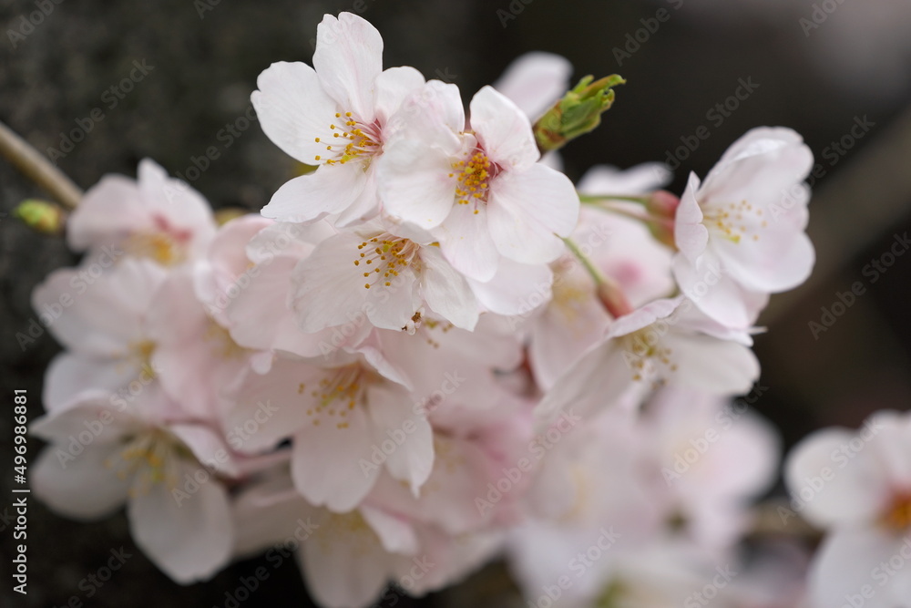 春真っ盛りのソメイヨシノの花