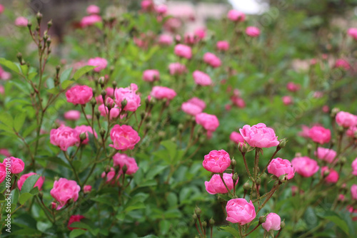 pink tulips in the garden © Sooeun