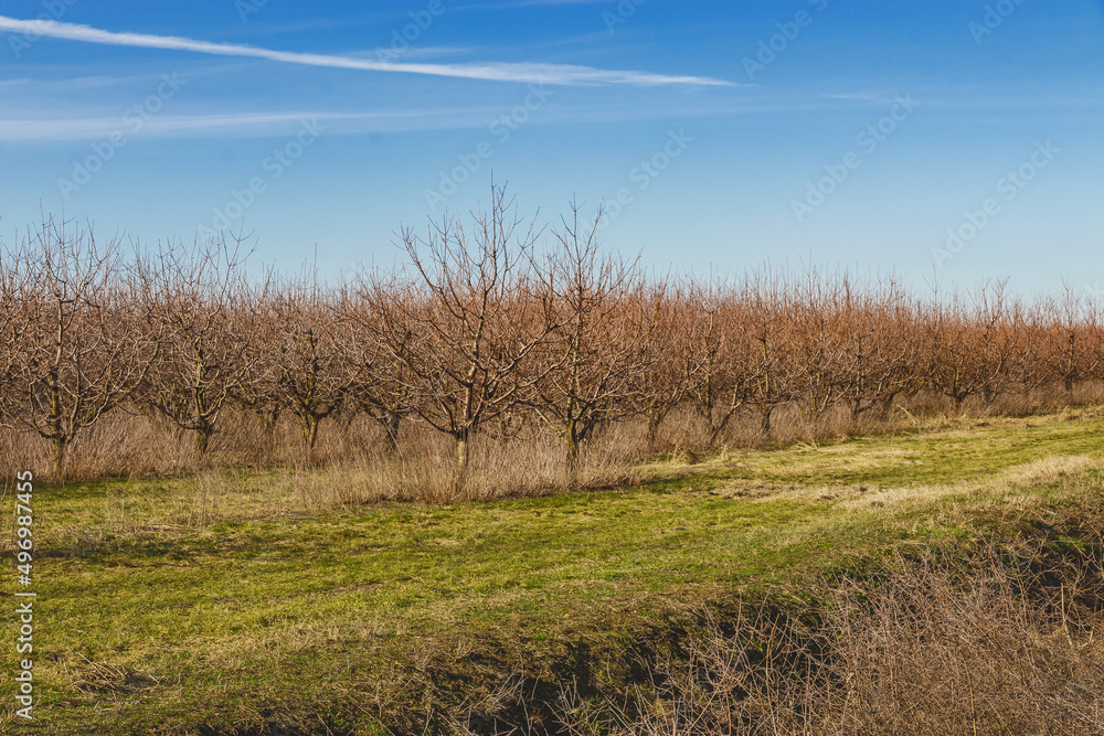 Trees planted in straight rows in a spring garden on a sunny day. Rows of fruit trees under a blue cloudy sky. Gardening. The concept of organic products. Agricultural industry.