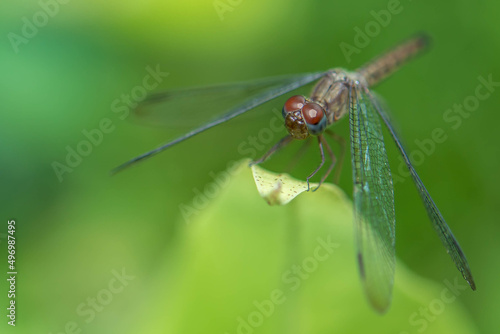 Beautiful dragonfly resting on the leaf