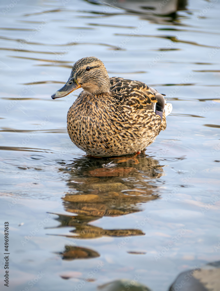 Mallard female on the water is looking a camera. Duck portrait Mallard female on the water is looking a camera. Duck portrait