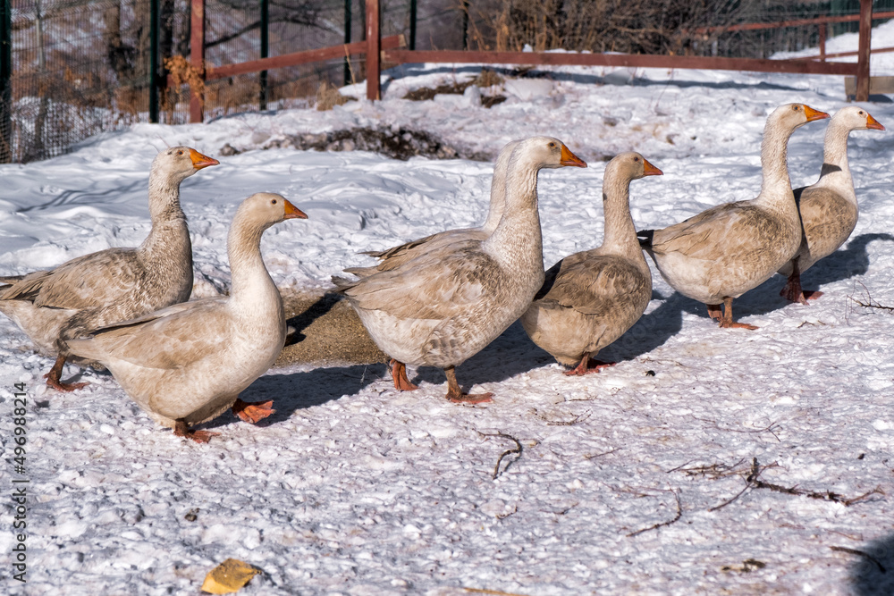 goose on the snow goose on the snow