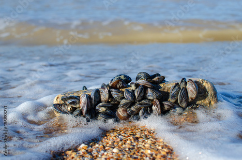 Photography A colony of mussels on the seashore