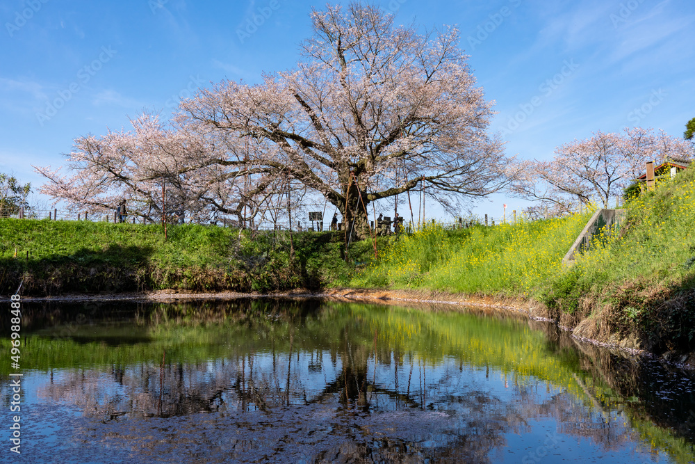 A sakura tree