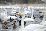 Whooper swans in Nagamineoike, Feb2022
