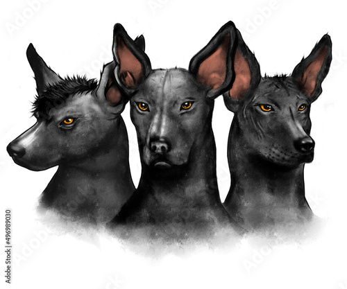 ilustración del perro xoloitzcuintle raza canina de México photo