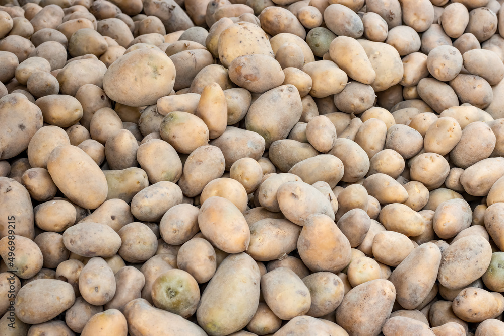 Close up shot of a pile of organic raw harvested potatoes Close up shot of a pile of organic raw harvested potatoes