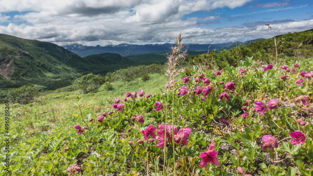 Bright pink Kamchatka rhododendrons are blooming on the hillside. Green grass and bushes on an alpine meadow. A mountain range in the distance. Clouds in the blue sky.