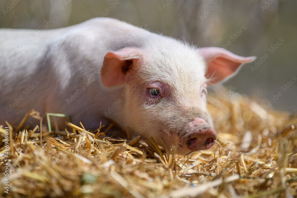 Piglet on hay and straw at pig breeding farm Piglet on hay and straw at pig breeding farm