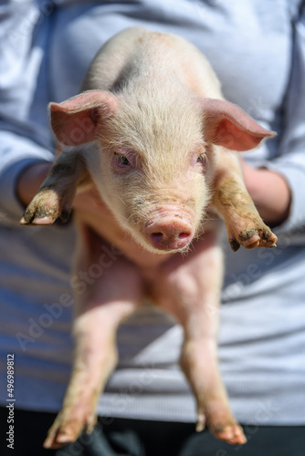 Woman holding small piglet in hands on ranch