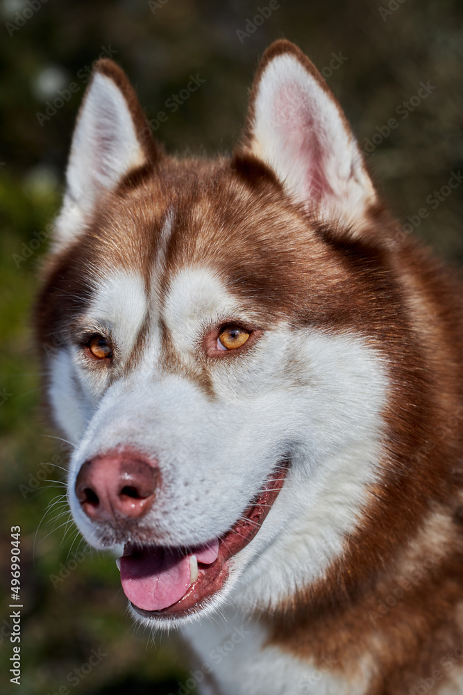 Portrait of a yawning Siberian Husky dog. Red husky dog closeup.