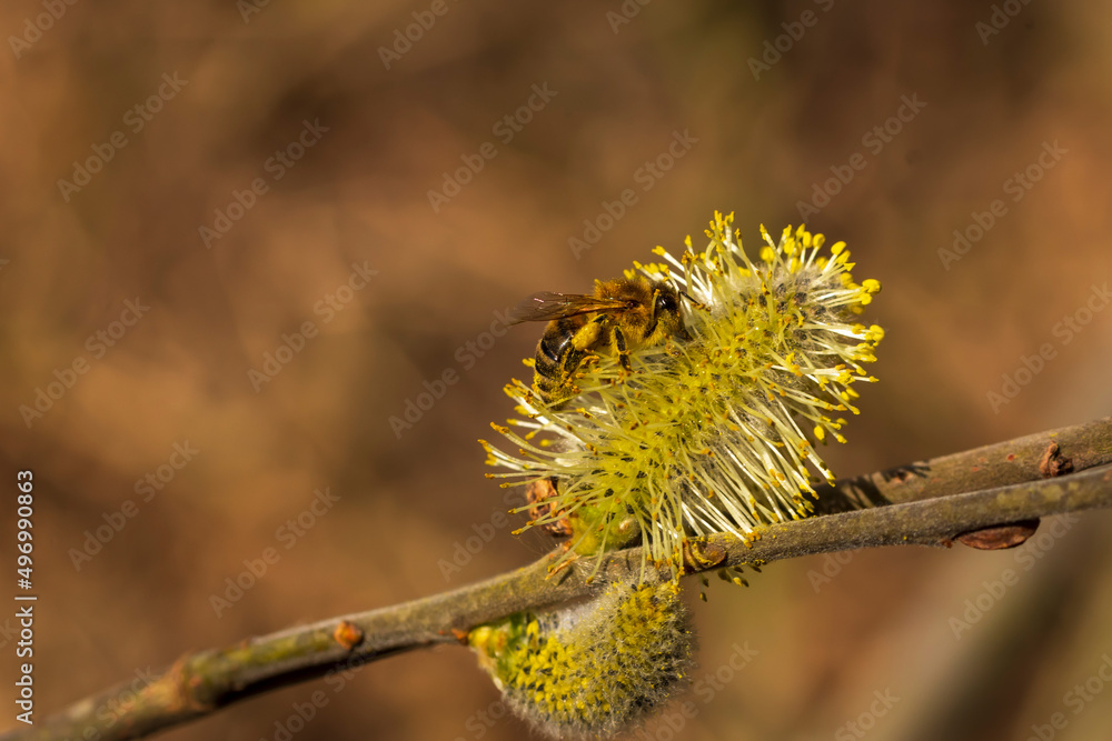 Eine Biene sucht Nektar in den Pollen einer aufgeblühten Weide Eine Biene sucht Nektar in den Pollen einer aufgeblühten Weide