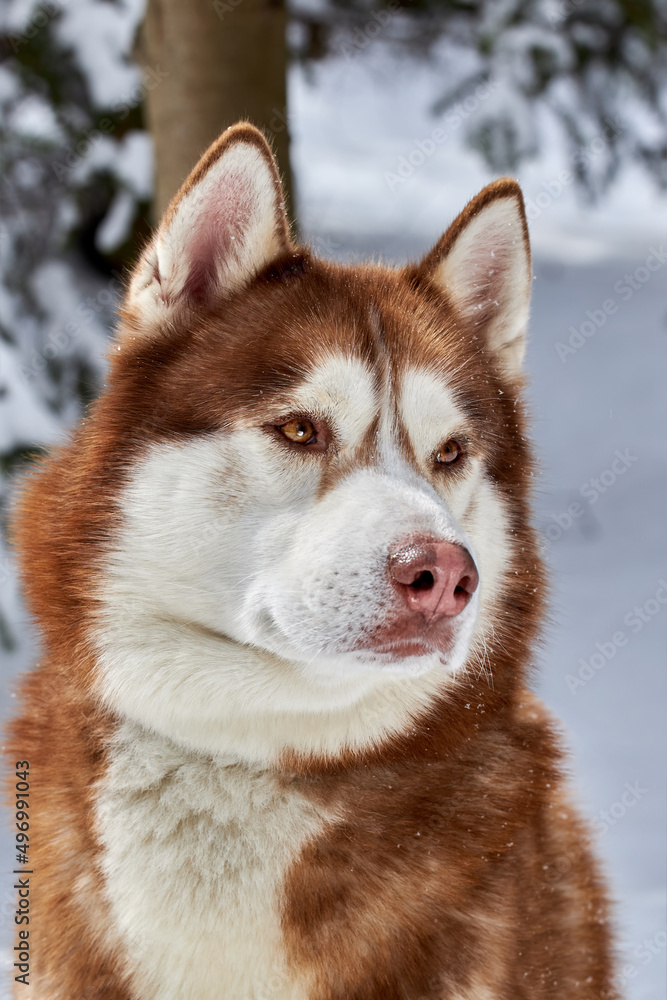 Portrait cute Siberian Husky dog. Red husky dog closeup, side view. Portrait cute Siberian Husky dog. Red husky dog closeup, side view.