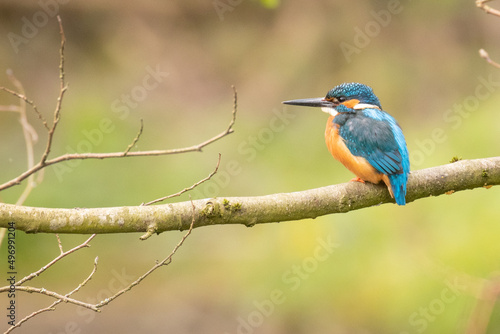 kingfisher on the branch