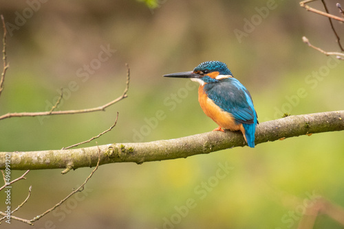 kingfisher on the branch © scott