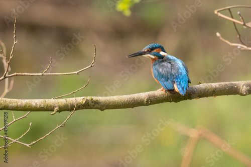 kingfisher on a branch