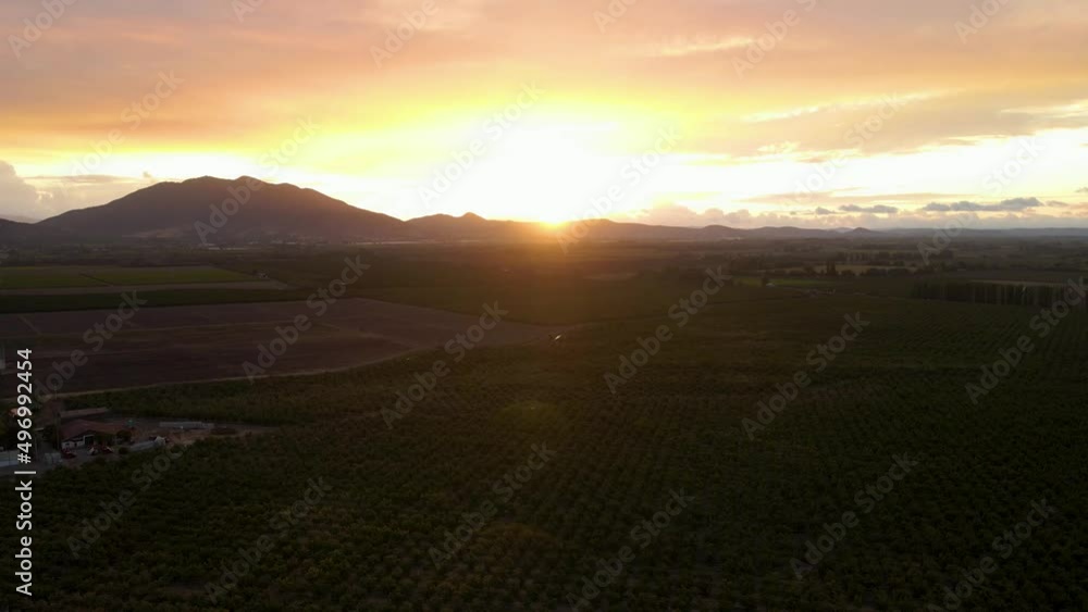 Aerial lowering on plantations in a green farm field, mountains in background, on a colorful sunset Aerial lowering on plantations in a green farm field, mountains in background, on a colorful sunset