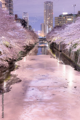 花筏　目黒川に敷き詰められた桜の花びら photo