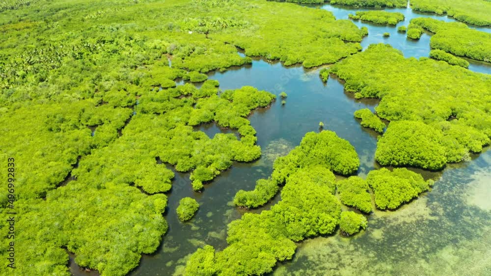 River in tropical mangrove green tree forest top view. Mangrove jungles, trees, river. Mangrove landscape River in tropical mangrove green tree forest top view. Mangrove jungles, trees, river. Mangrove landscape