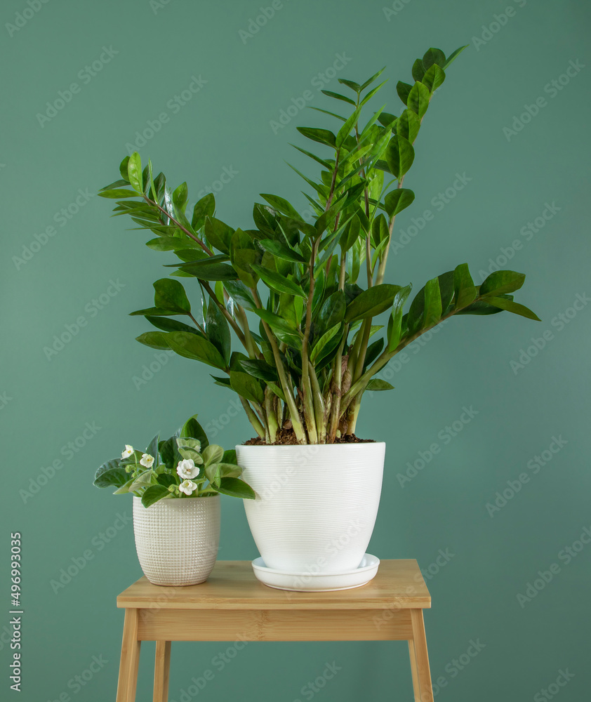 House plants on wooden stand on green background vertical. Green house concept