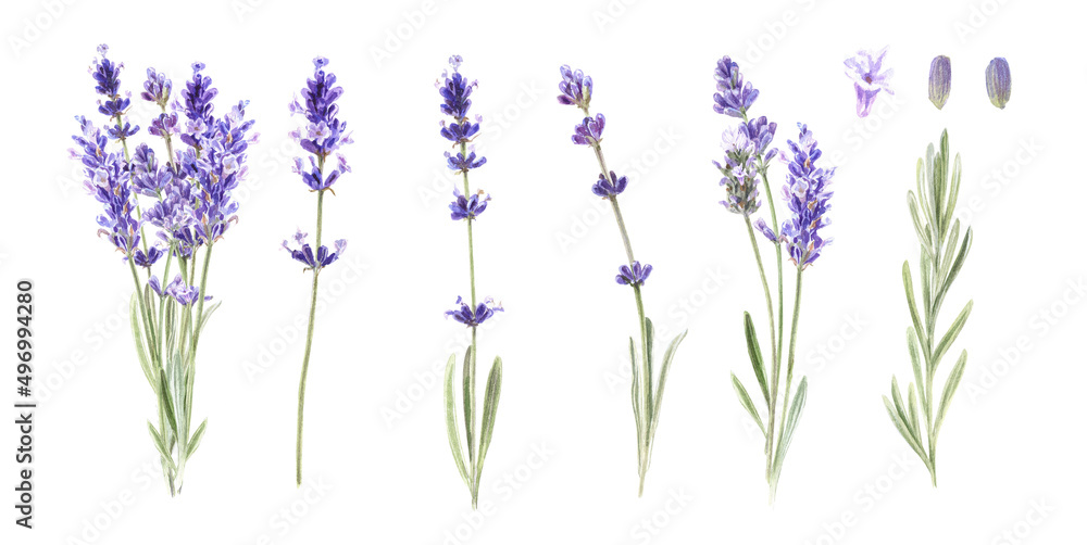 Naklejka premium Watercolor botanical lavender isolated on white background. Wedding illustration set for invitations, bridal shower, cards, fabric