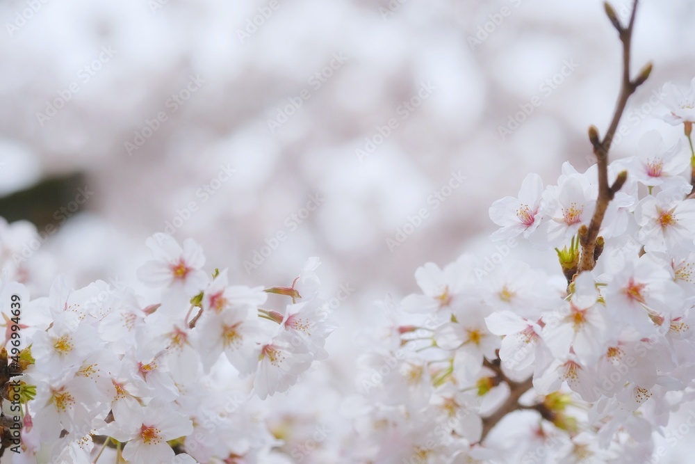 spring blossom spring blossom
