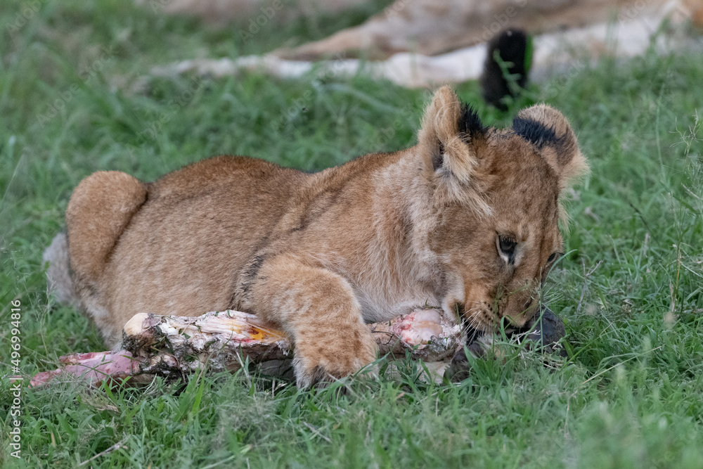Fototapeta premium lion cub in the grass chewing on a bone