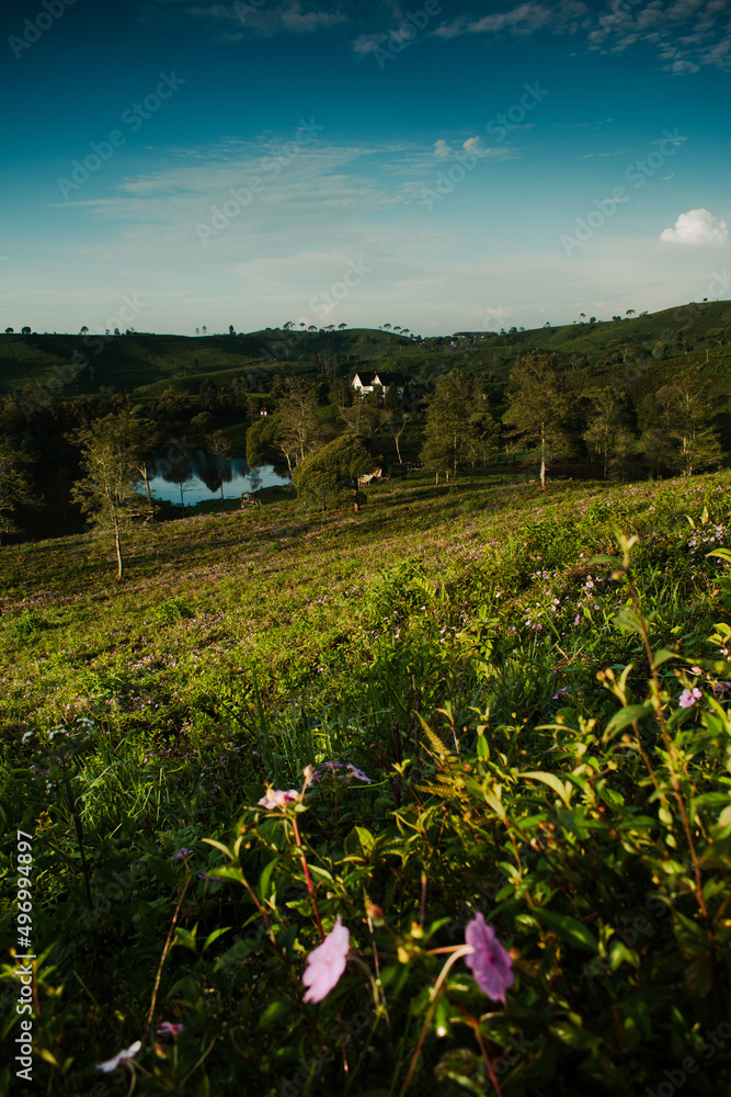 field of flowers