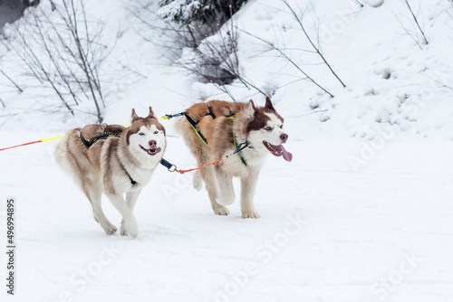 Two sled dogs Alaskan Malamute in a team run on a snowy crust of a flattering area.