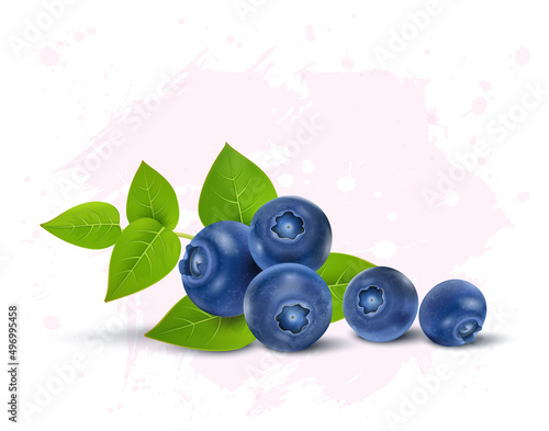 Blueberries fruit vector illustration with berries leaves isolated on white background