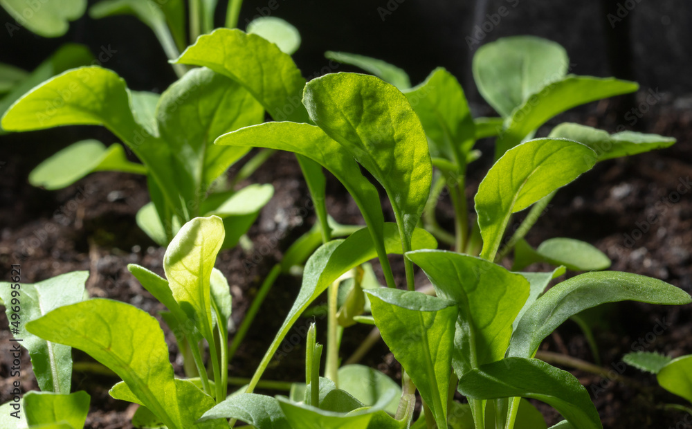 Green leaves of arugula in the vegetable garden. Green leaves of arugula in the vegetable garden.