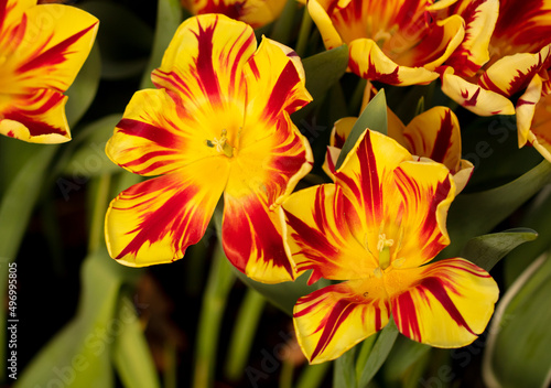 Yellow-red flowers tulips in the park. © schankz