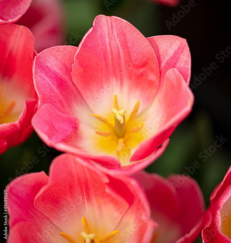 Pink flowers tulips in the park. © schankz