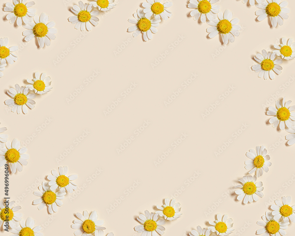 Natural summer chamomile flowers, minimal floral frame on beige background with copy space. Small fresh yellow  white daisy blossoms. Spring or summer nature card, seasonal field flower