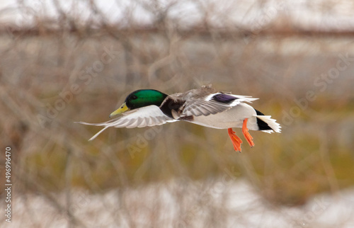 Duck in flight in nature in winter.
