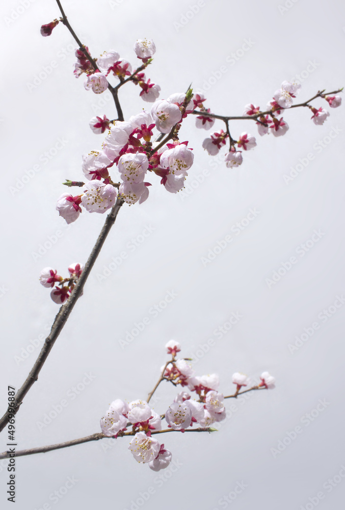 Blooming cherry blossom branches isolated white background. Blooming cherry blossom branches isolated white background.