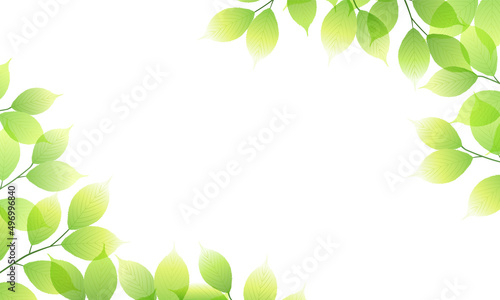 新緑の葉のベクターイラスト背景(フレッシュ,コピースペース,art,narural,fresh,green) photo