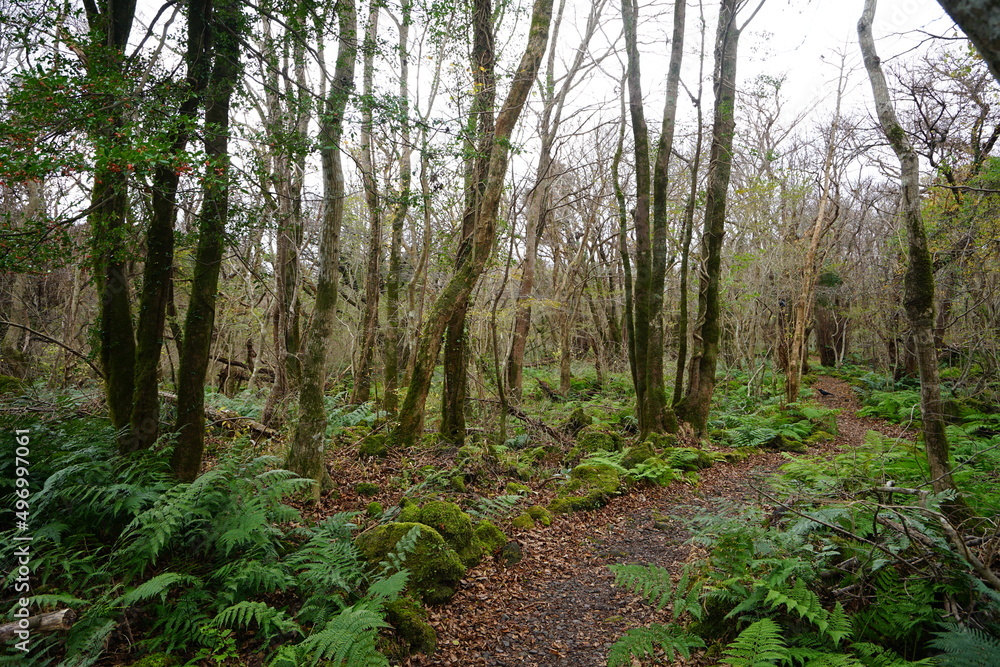 Obraz premium bare trees and pathway